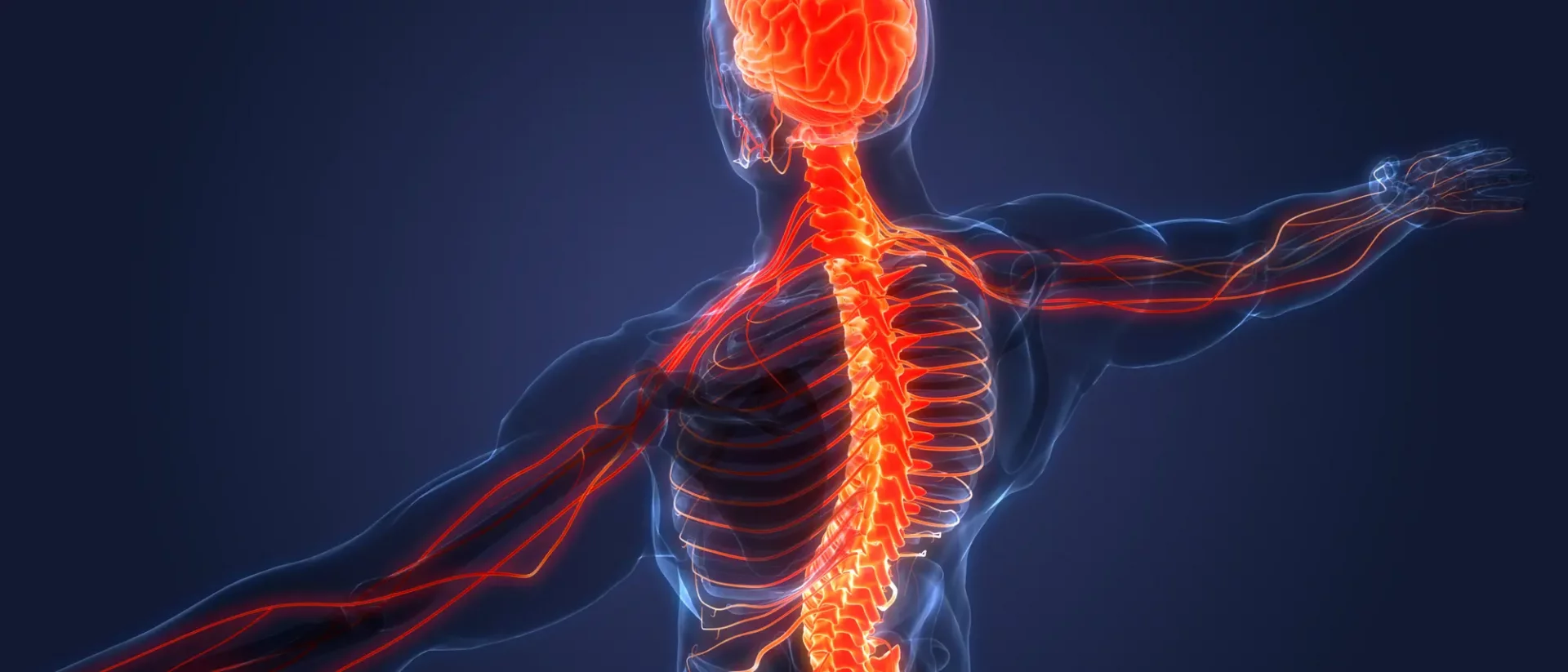 Muskelaufbau für Mesomorphe